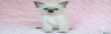 Ragdoll 2