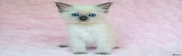 Ragdoll cats for sale: Stunning Ragdolls Ready Now. - Advert 14