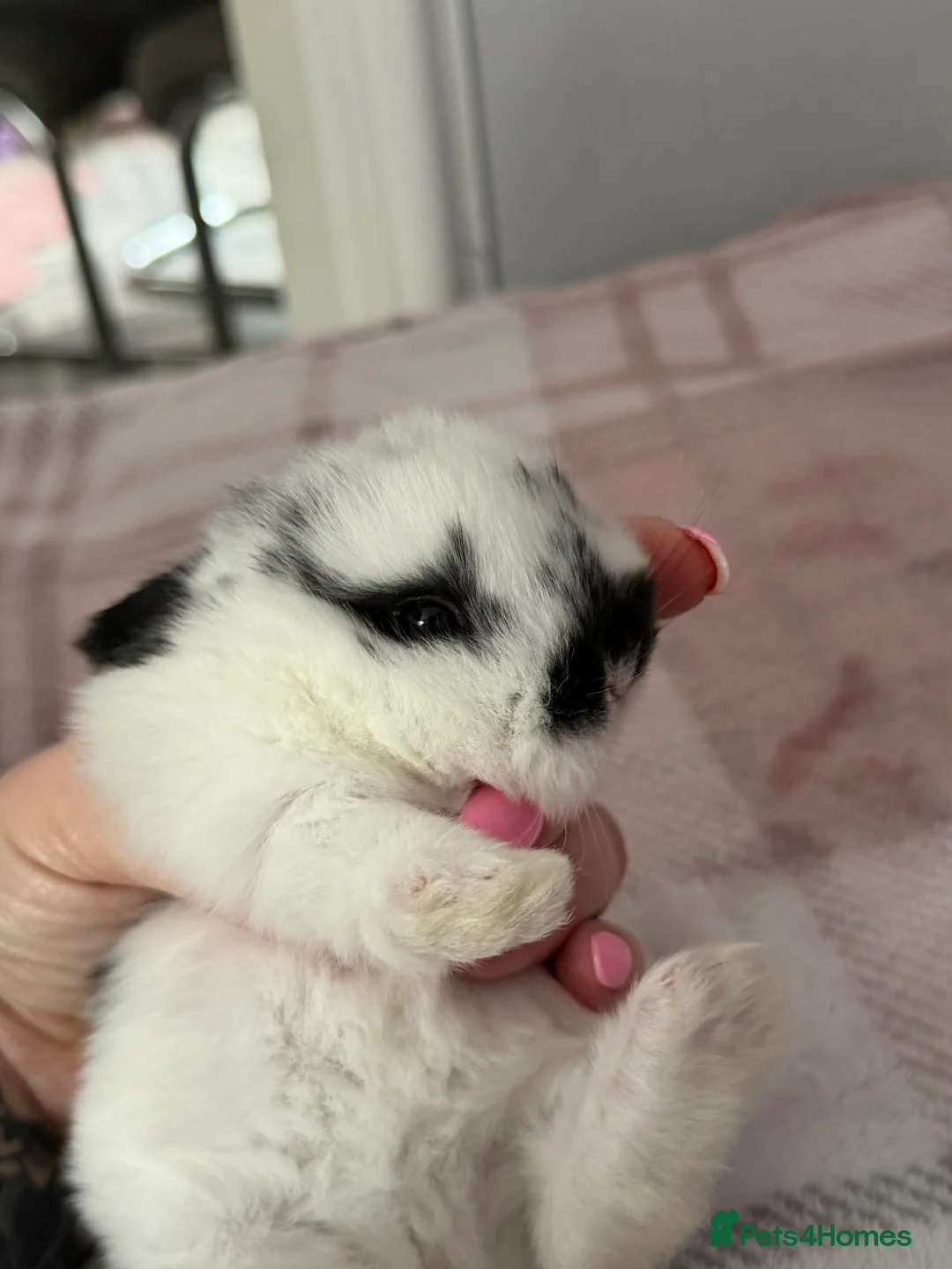 Mini Lop rabbits for sale: Mini lop pure bred  - Advert 8