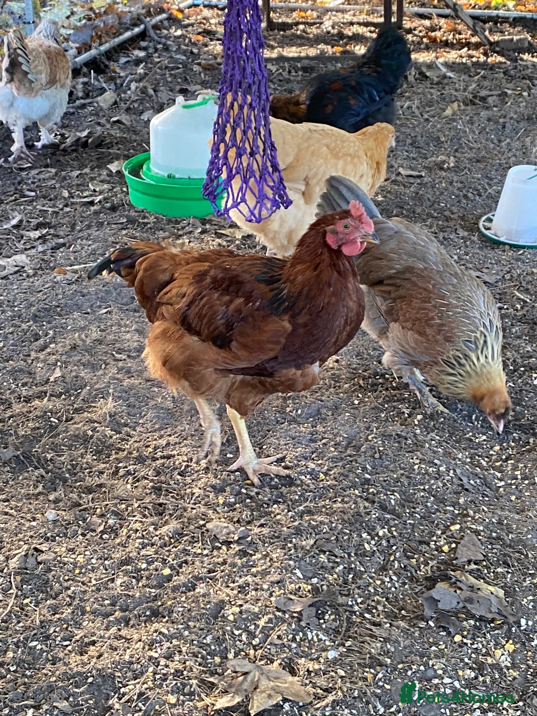 Chickens poultry for sale: RHODE ISLAND RED COCKEREL - Advert 1