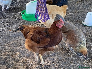 Chickens poultry RHODE ISLAND RED COCKEREL - Advert 14