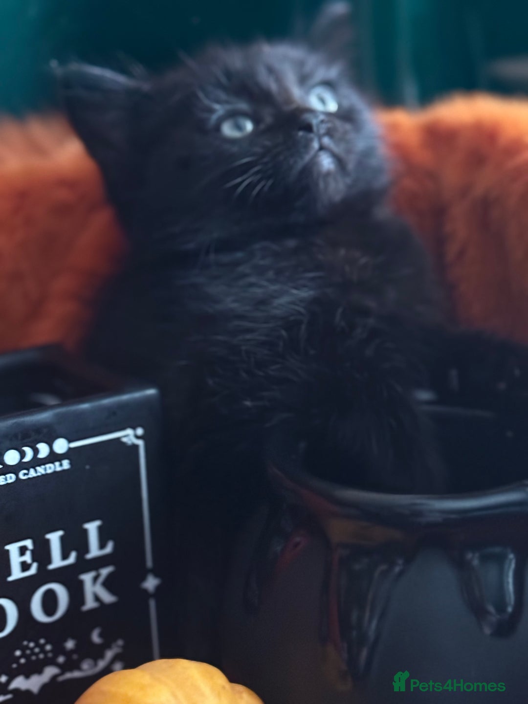 RagaMuffin cats for sale: Black Ragamuffin Kittens - Image 7