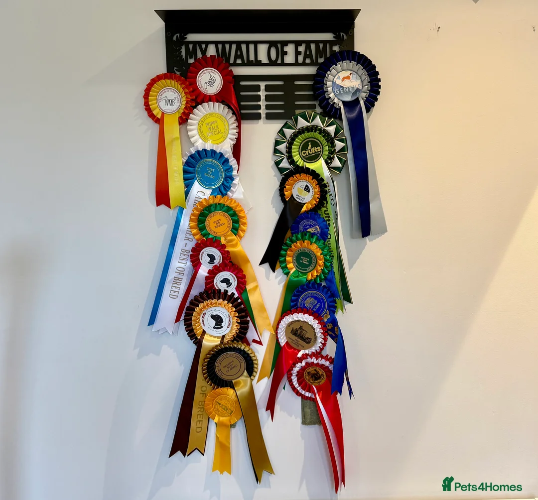 Cairn Terrier dogs for stud: Proven KC Registered Show Dog for Stud - Advert 5