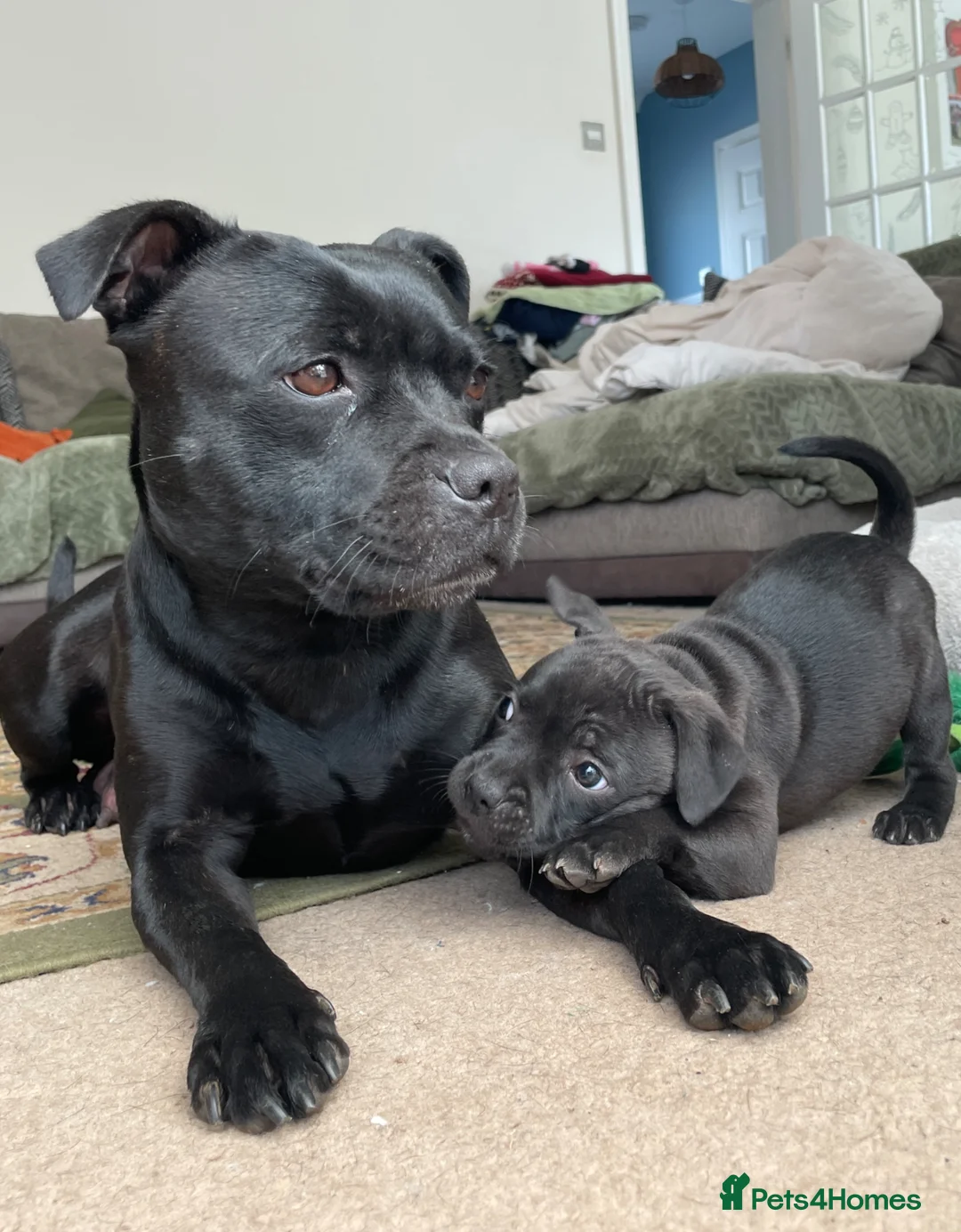 Staffordshire Bull Terrier dogs for sale: KC registered Staffordshire Bull Terrier Puppies in Axbridge - Advert 1