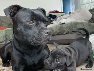 Staffordshire Bull Terrier dogs KC registered Staffordshire Bull Terrier Puppies - Advert 1