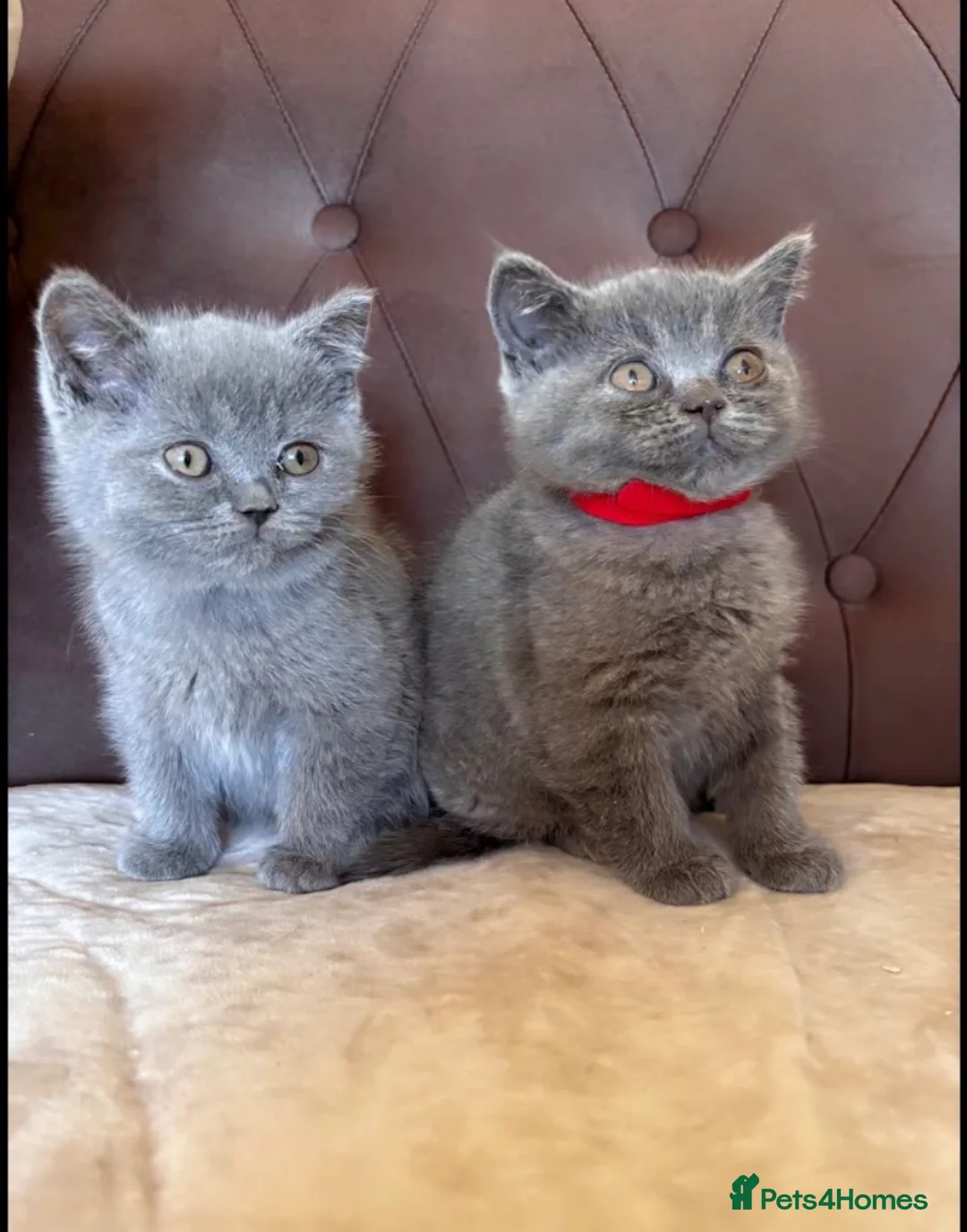 British Shorthair cats for sale: Blue British Shorthair Kittens in Manchester - Advert 2
