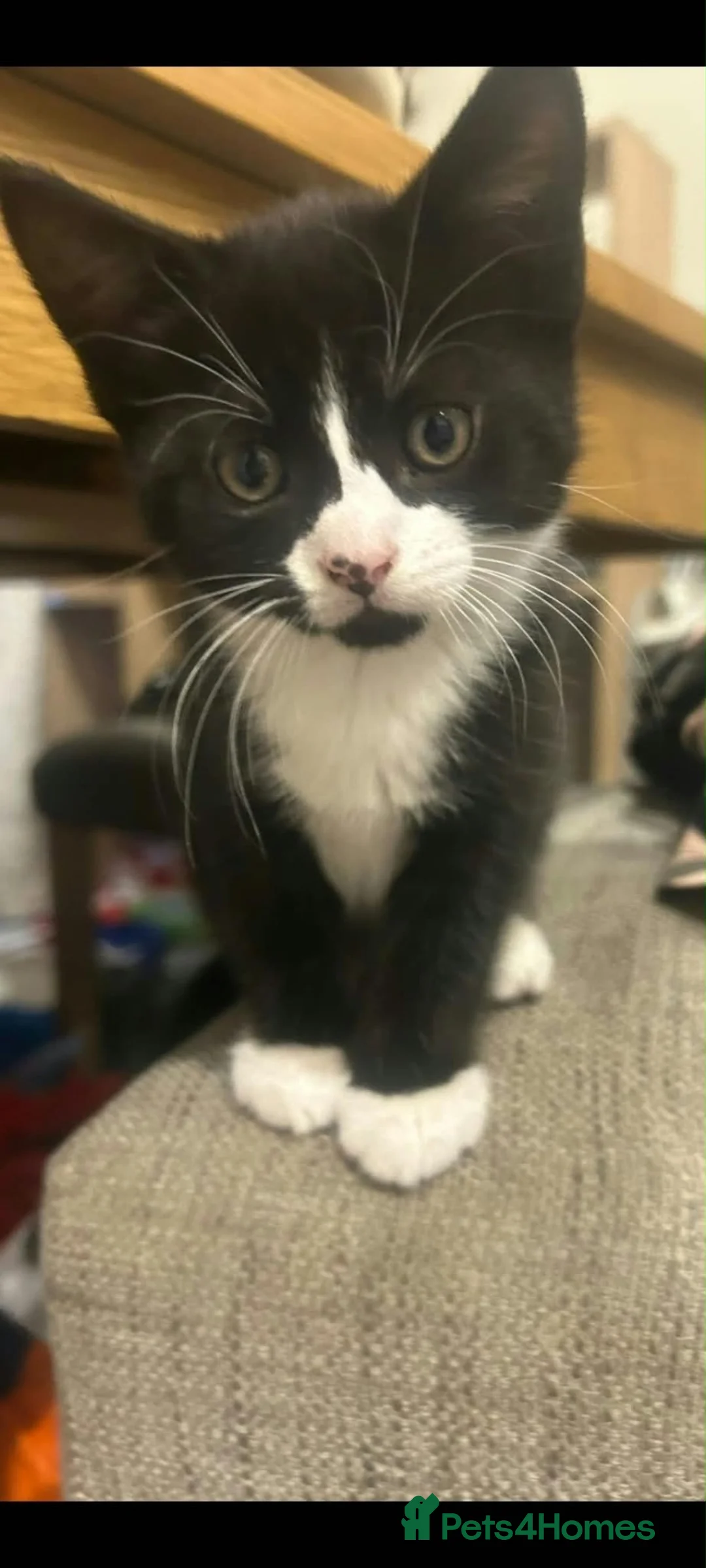 Mixed Breed cats for sale: kitten for sale in Harlow - Advert 3