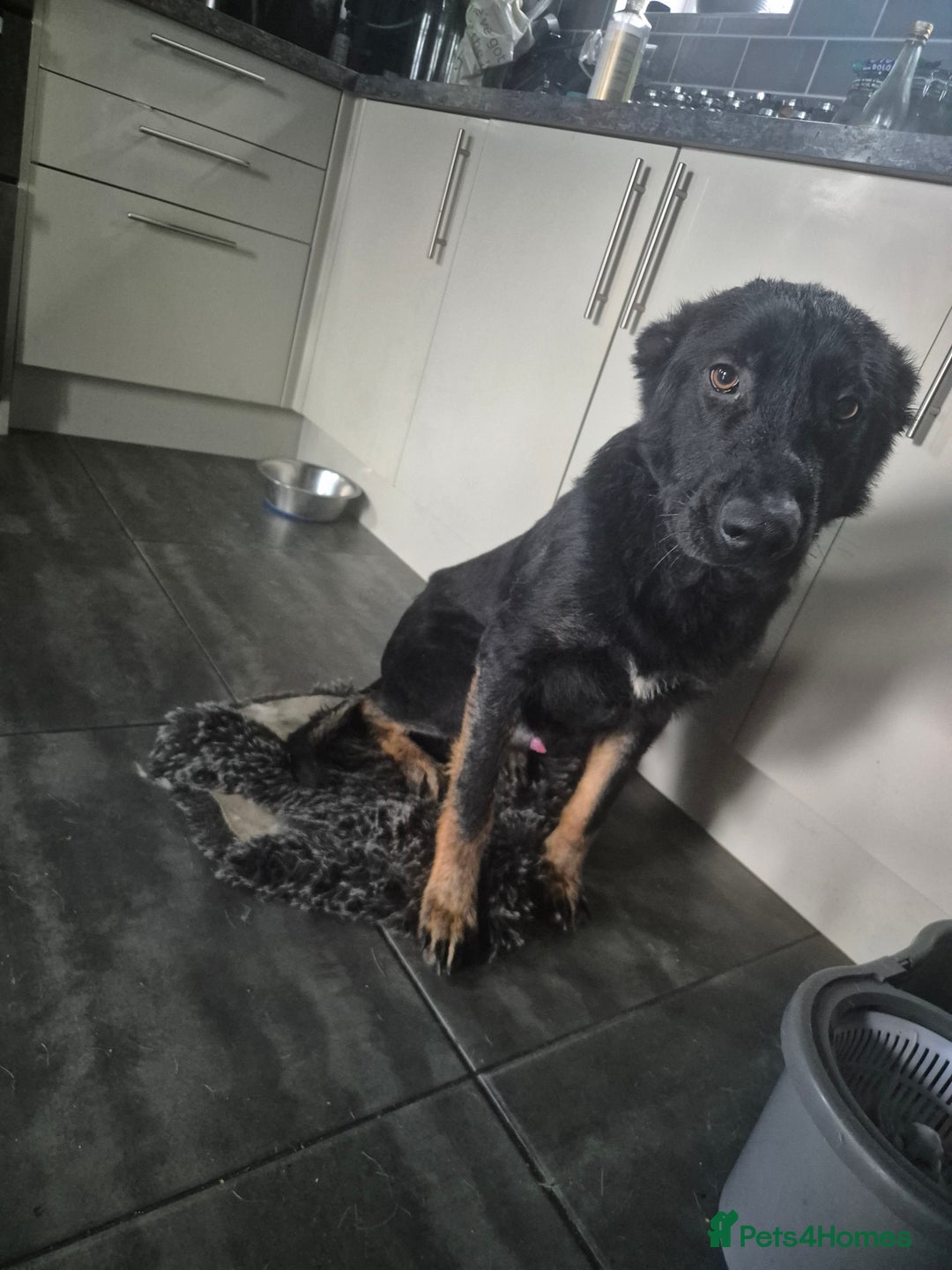 German Shepherd dogs for sale: German shepherd for sale - Advert 4