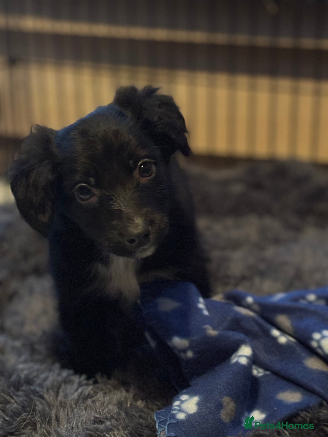 Mixed Breed dogs for sale: Cocker x Collie puppies  - Advert 5