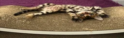 Bengal cats for sale: Pure bred Glitter Coat Bengal Kittens  in Ebbw Vale - Advert 3