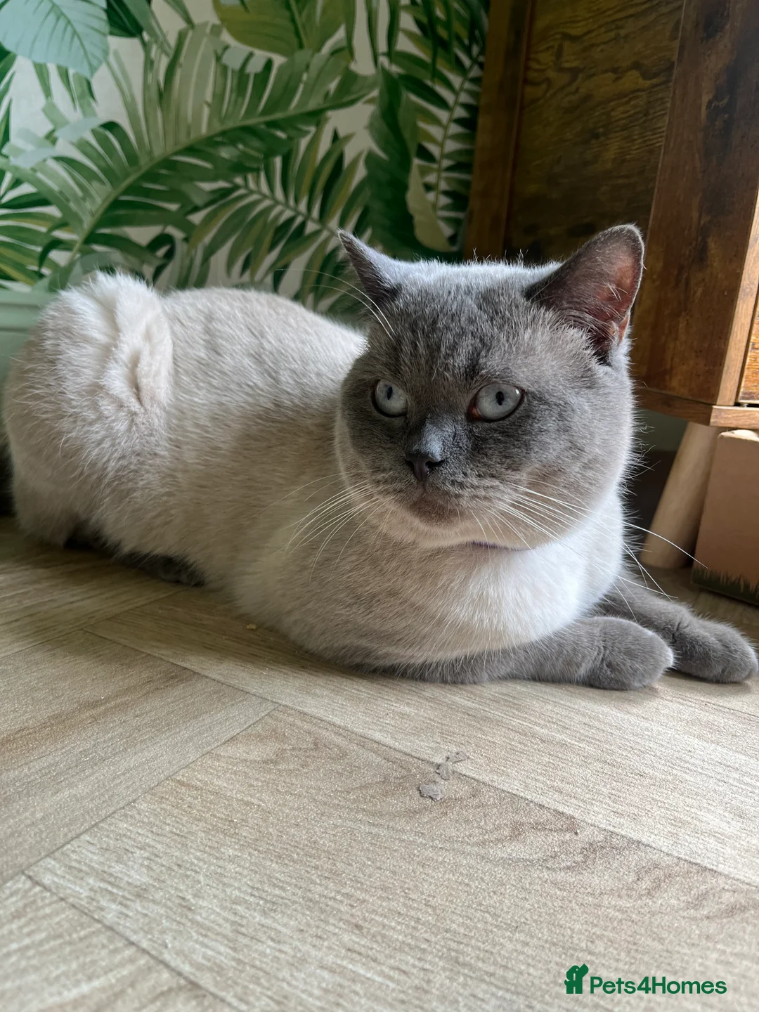 British Shorthair cats for stud: Handsome Blue Colourpoint for Stud Duties in Sutton Coldfield - Advert 6
