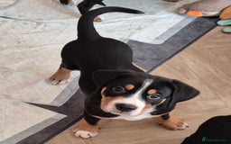 Greater Swiss Mountain Dog dogs for sale: Great Swiss Mountain Dog - Image 3