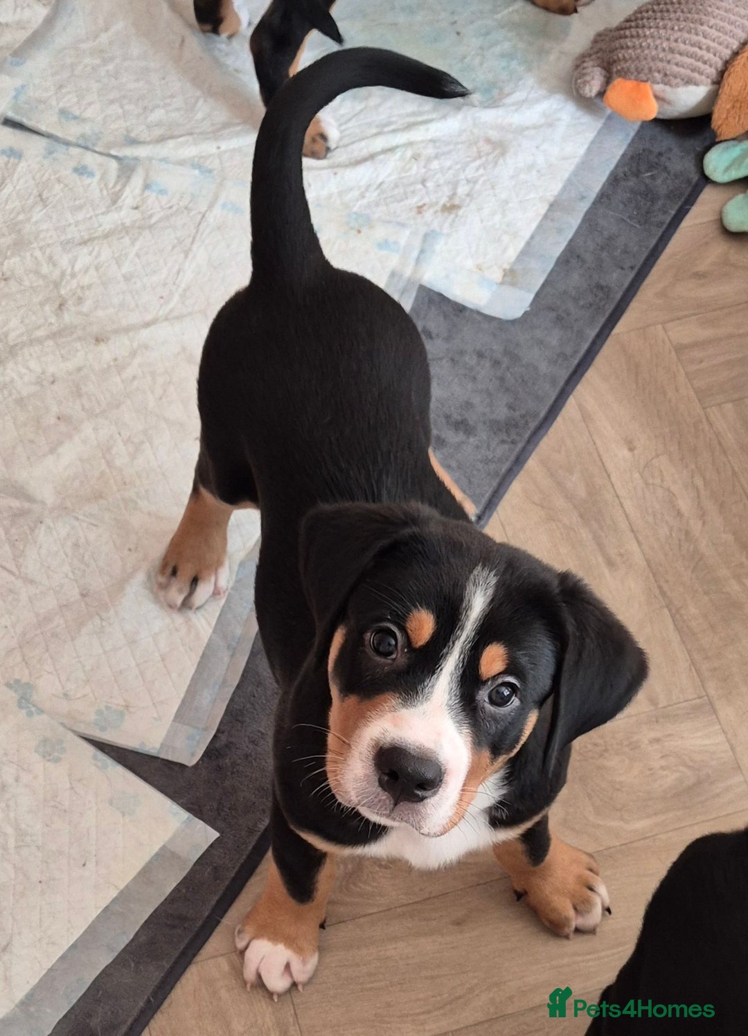 Greater Swiss Mountain Dog dogs for sale: Great Swiss Mountain Dog - Image 3