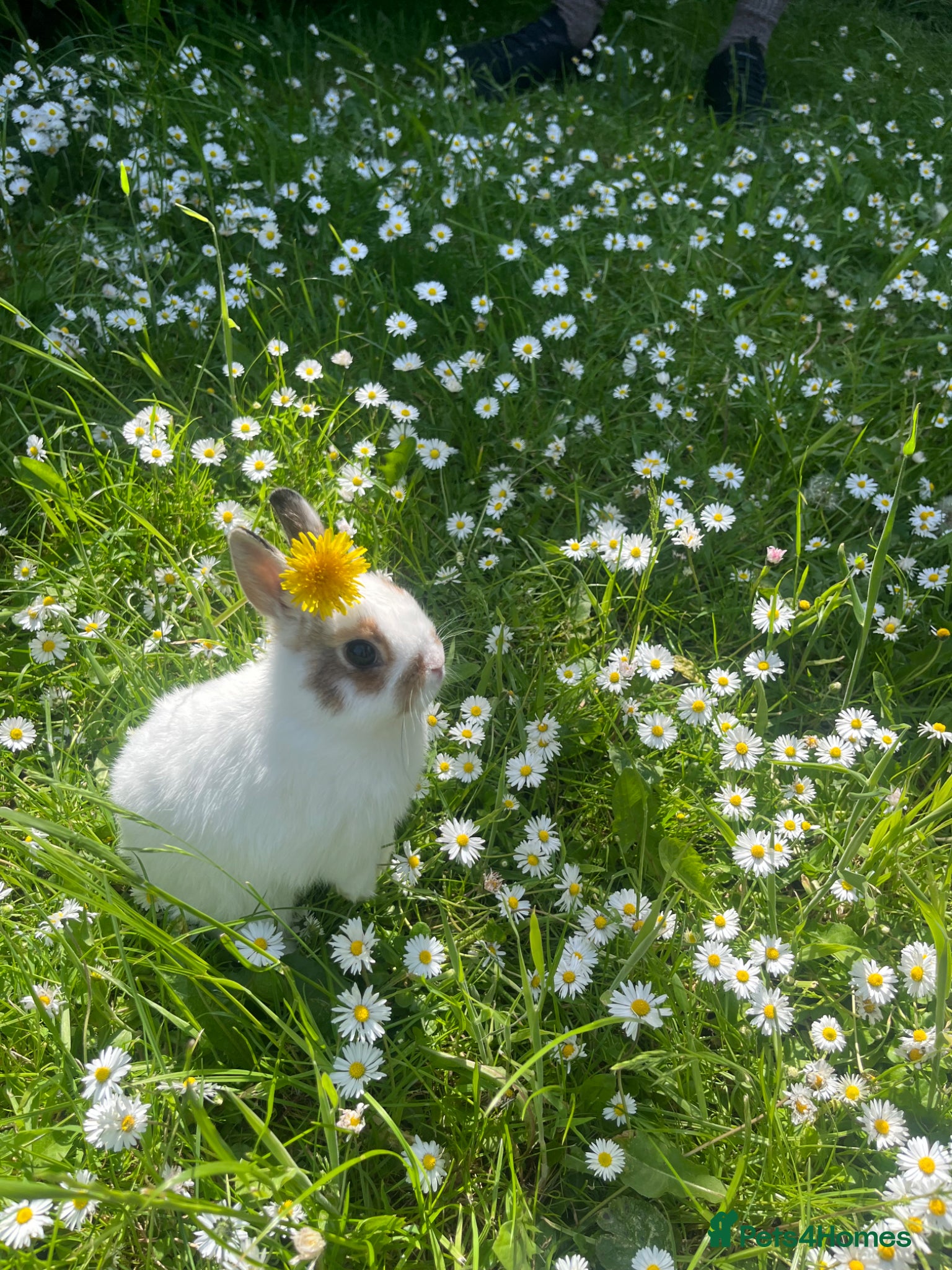 Netherland Dwarf rabbits for sale: Gorgeous Netherland dwarf girl  - Advert 1