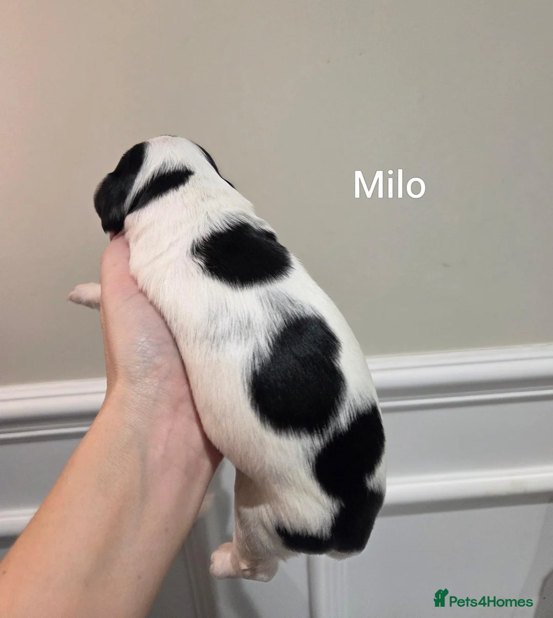 Cocker Spaniel dogs for sale: Beautiful cocker spaniel puppies 🐶  - Advert 7