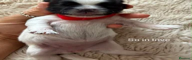 Shih Tzu 3