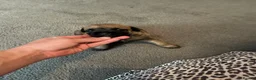 Border Terrier dogs for sale: 4 healthy Border Terrier Puppies for sale.  - Advert 5