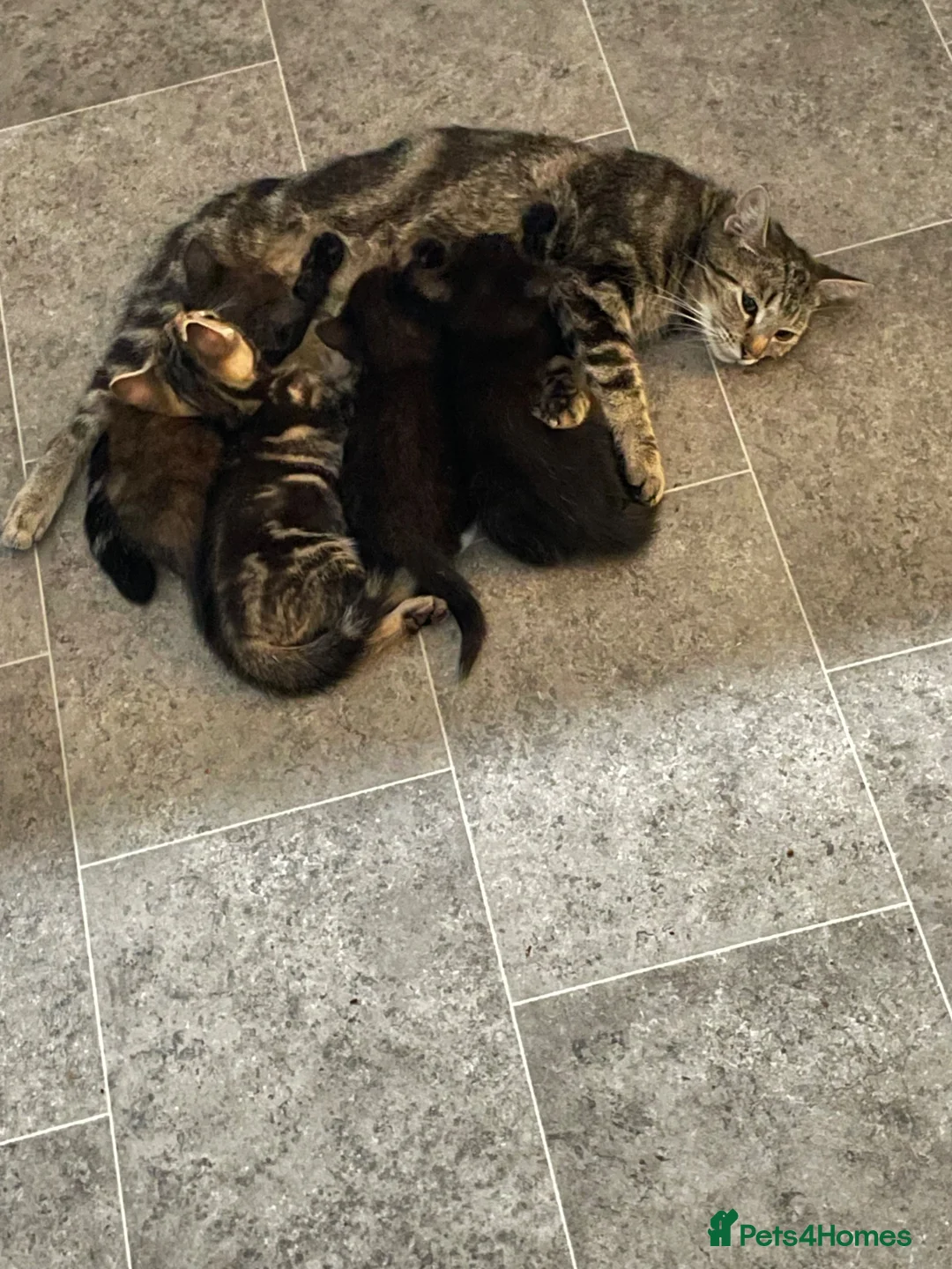 Mixed Breed cats for sale: Gorgeous mixed kittens - Advert 23