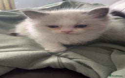 Ragdoll cats for sale: Male blue bicolour ragdoll kitten  - Image 4
