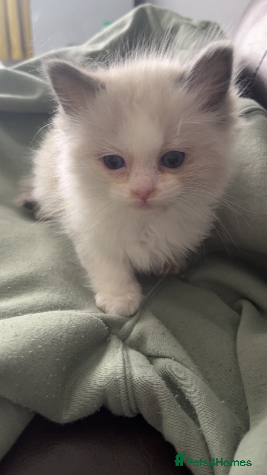 Ragdoll cats for sale: Male blue bicolour ragdoll kitten  - Image 4
