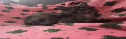 Maine Coon cats for sale: Maine coon kittens - Advert 20