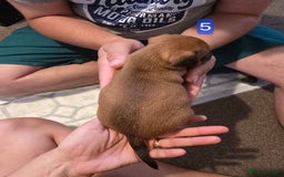 Jack Russell dogs for sale: Jack Russell puppy  - Image 16
