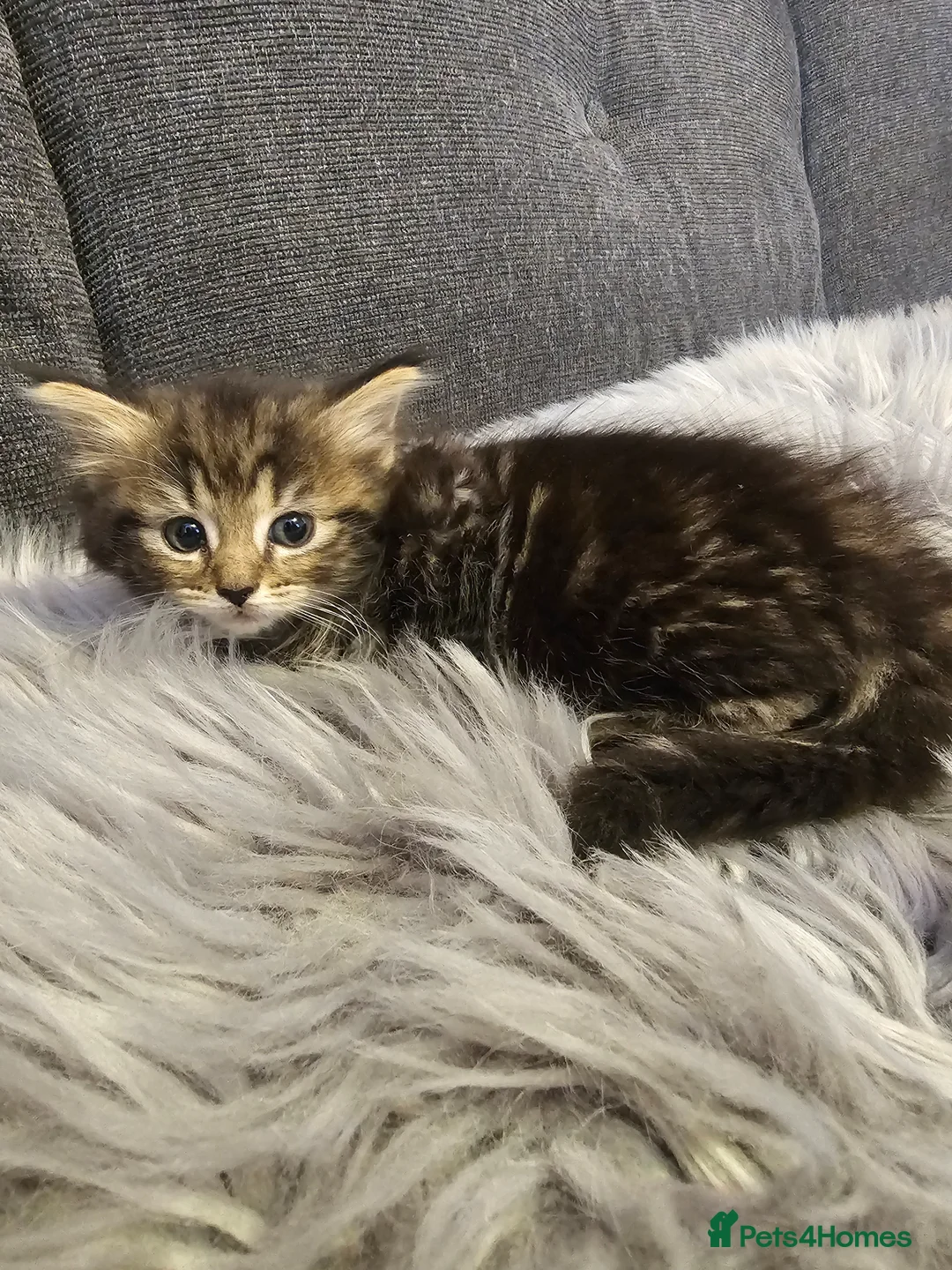 Mixed Breed cats for sale: Cute kittens in Leeds - Advert 14