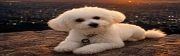 Bichon Frise dogs for sale:   Chico looking for a Loving Home - Advert 3