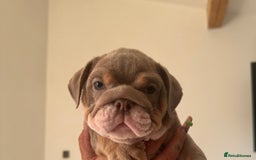 English Bulldog dogs for sale: English bulldog puppies  - Image 6