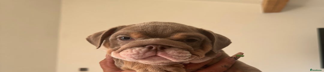 English Bulldog Puppy 6