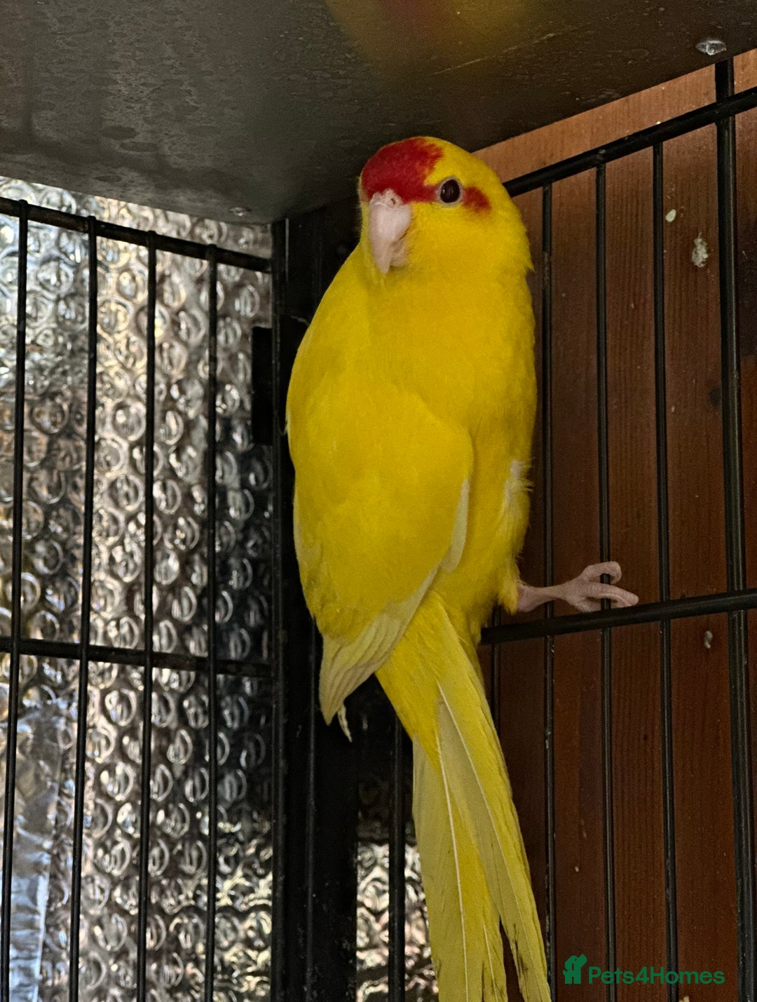 Parrots birds for sale: Beautiful Adorable Kakariki Talking Parrots - Image 22