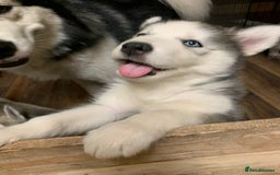 Utonagan dogs for sale: Husky x malamute  - Image 38
