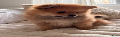 German Spitz 1