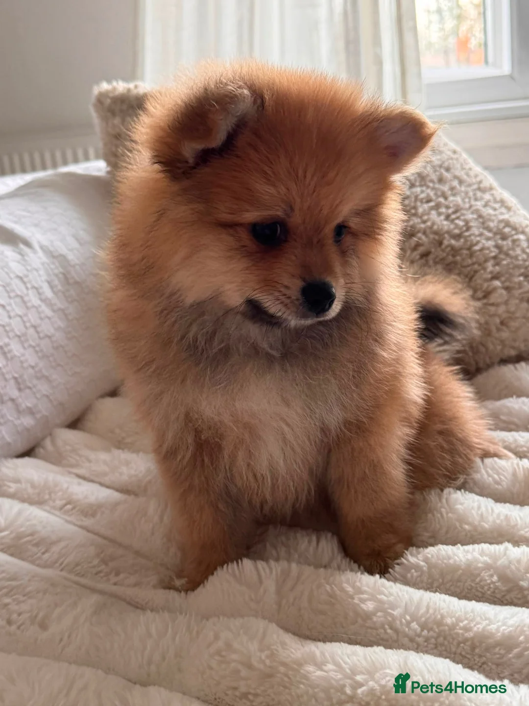 German Spitz dogs for sale: Two beautiful puppies in need of a loving home. in London - Advert 3