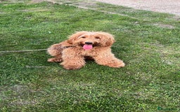 Cockapoo dogs for sale: Meet Zara – Your New Best Friend  - Image 2