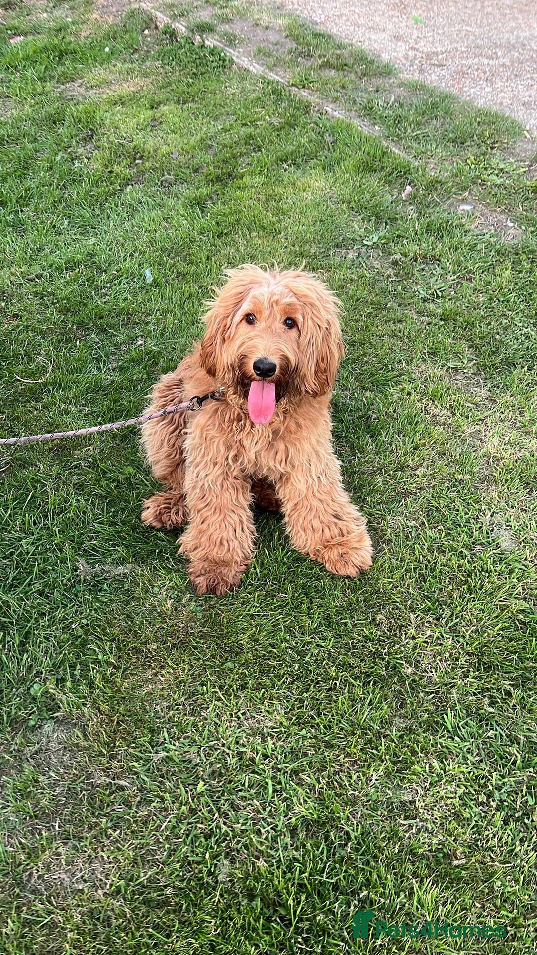 Cockapoo dogs for sale: Meet Zara – Your New Best Friend  - Image 2