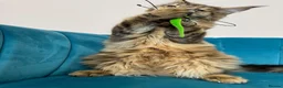 Maine Coon cats for sale: TICA Pedigree Registered Maine Coon Kittens - Advert 29