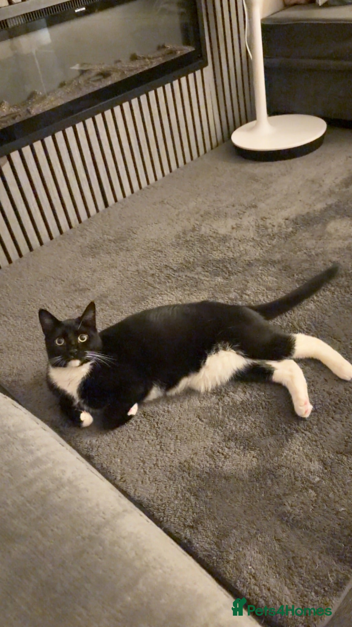 Domestic Shorthair cats Lovely Black & White Male Kitten - Advert 9