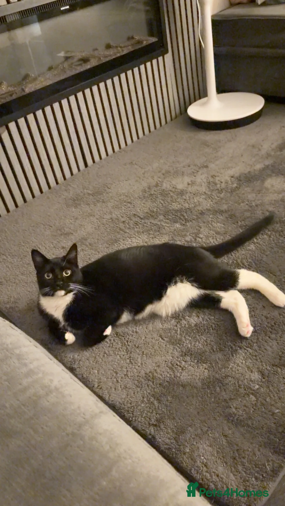 Domestic Shorthair cats for sale: Lovely Black & White Male Kitten - Advert 1