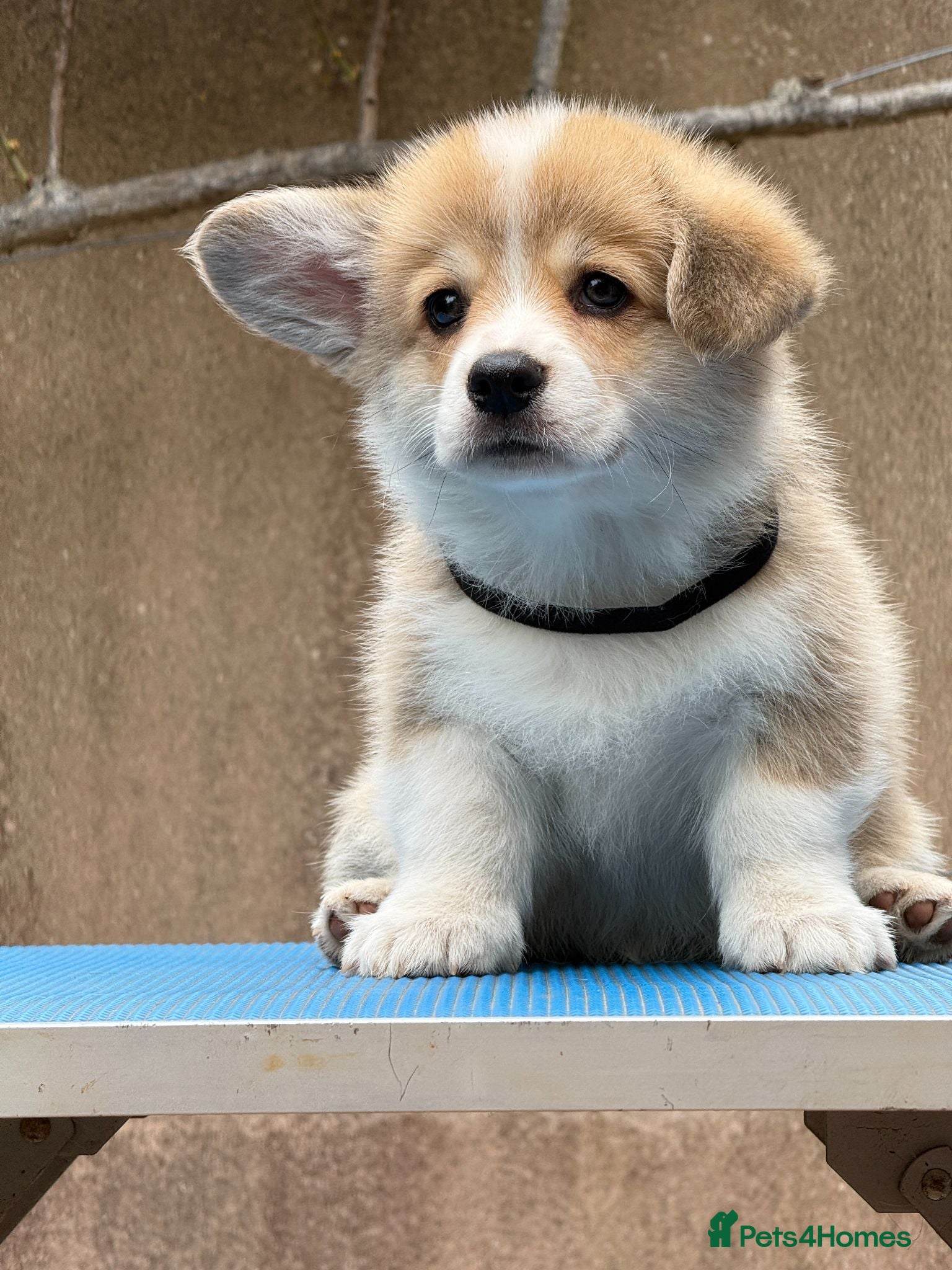 Welsh Corgi Pembroke dogs Champion Sired Corgi Pembroke puppies available  - Advert 5