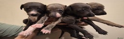 Whippet dogs for sale: Stunning KC Whippet Puppies for Sale - Advert 6