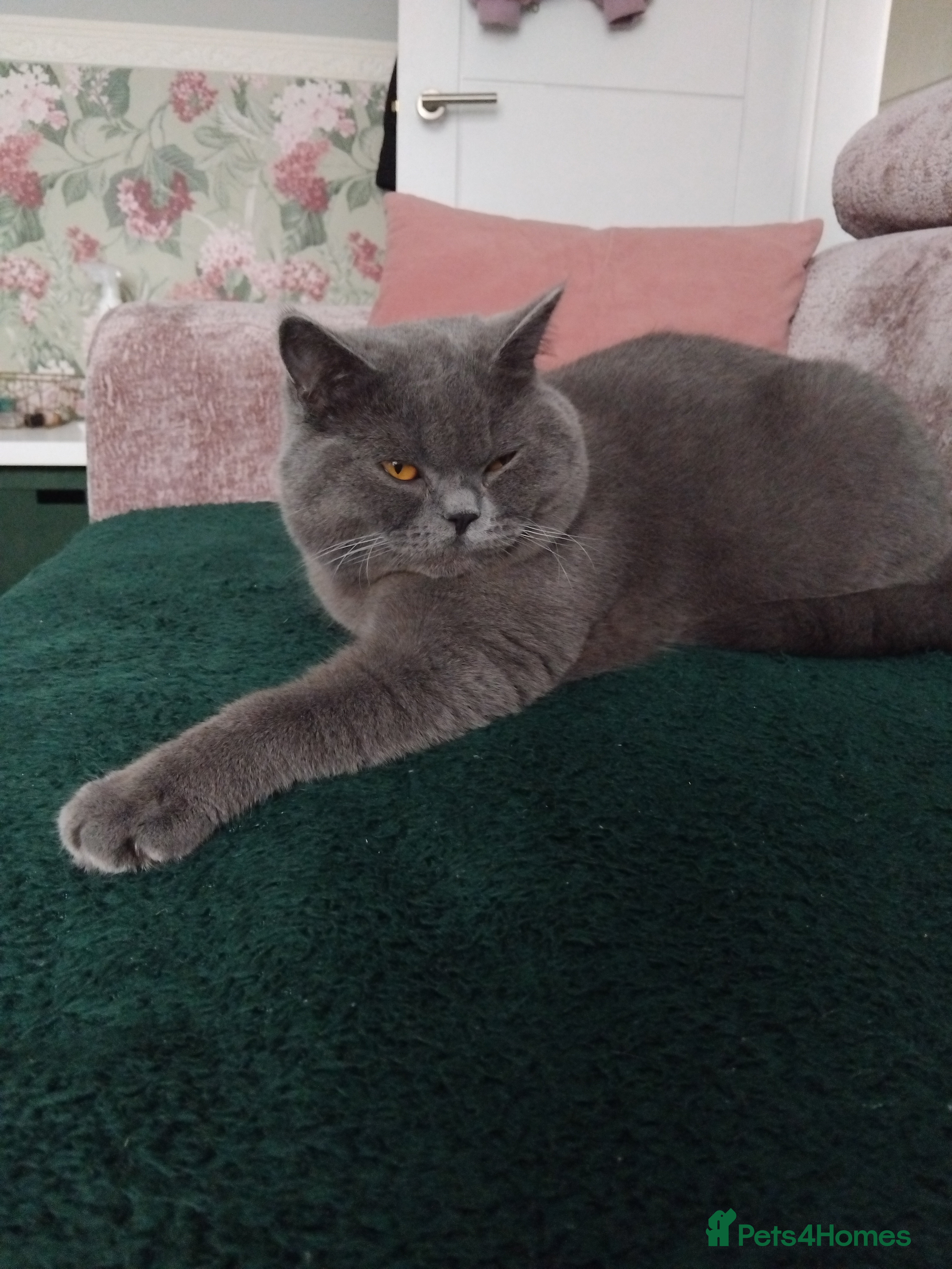 British Shorthair cats British Shorthair Stud  - Advert 5