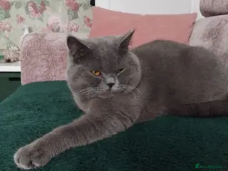 British Shorthair cats British Shorthair Stud - Advert 5