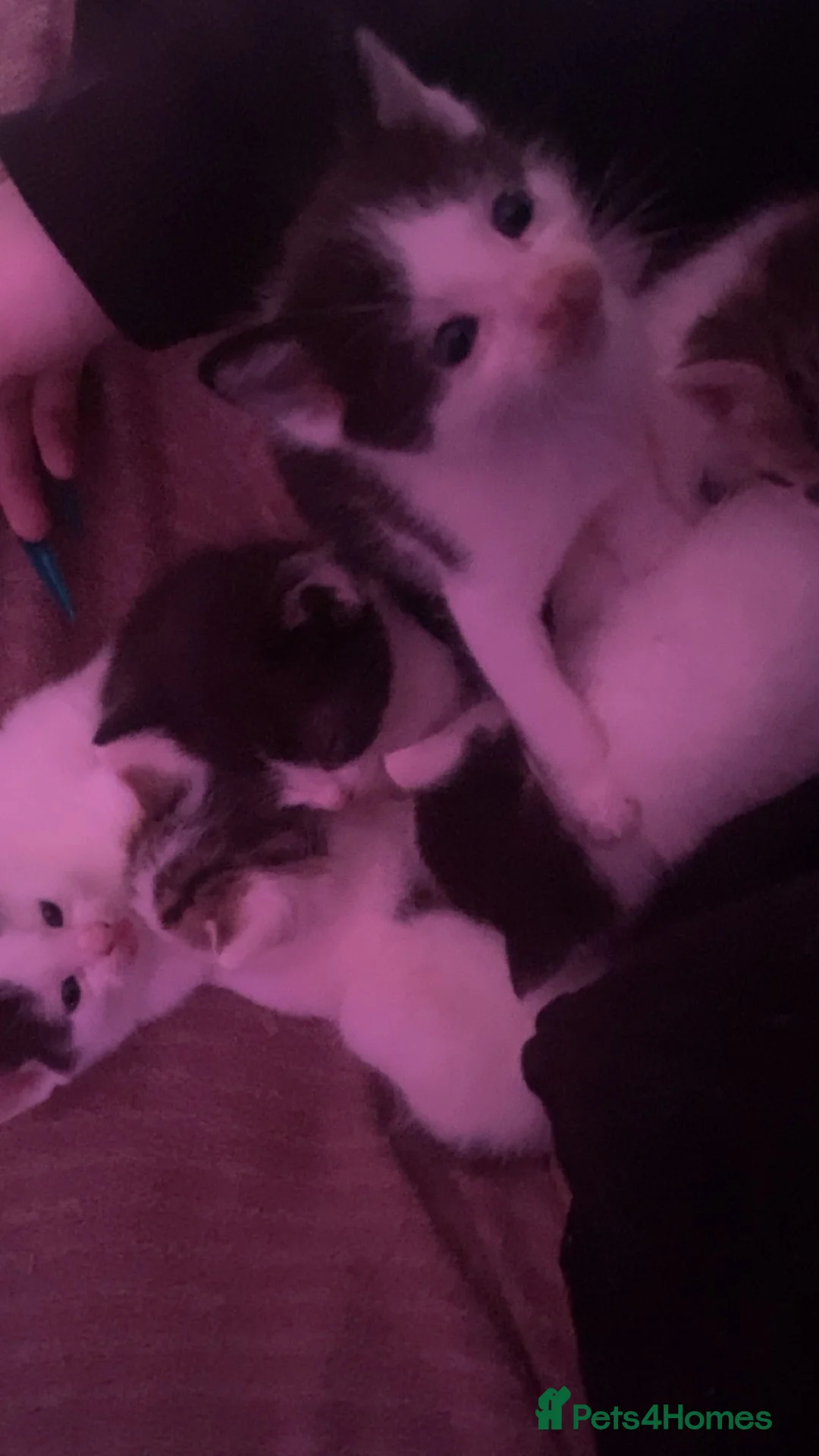 Mixed Breed cats for sale: 6 beautiful kittens for sale  in Southport - Advert 2