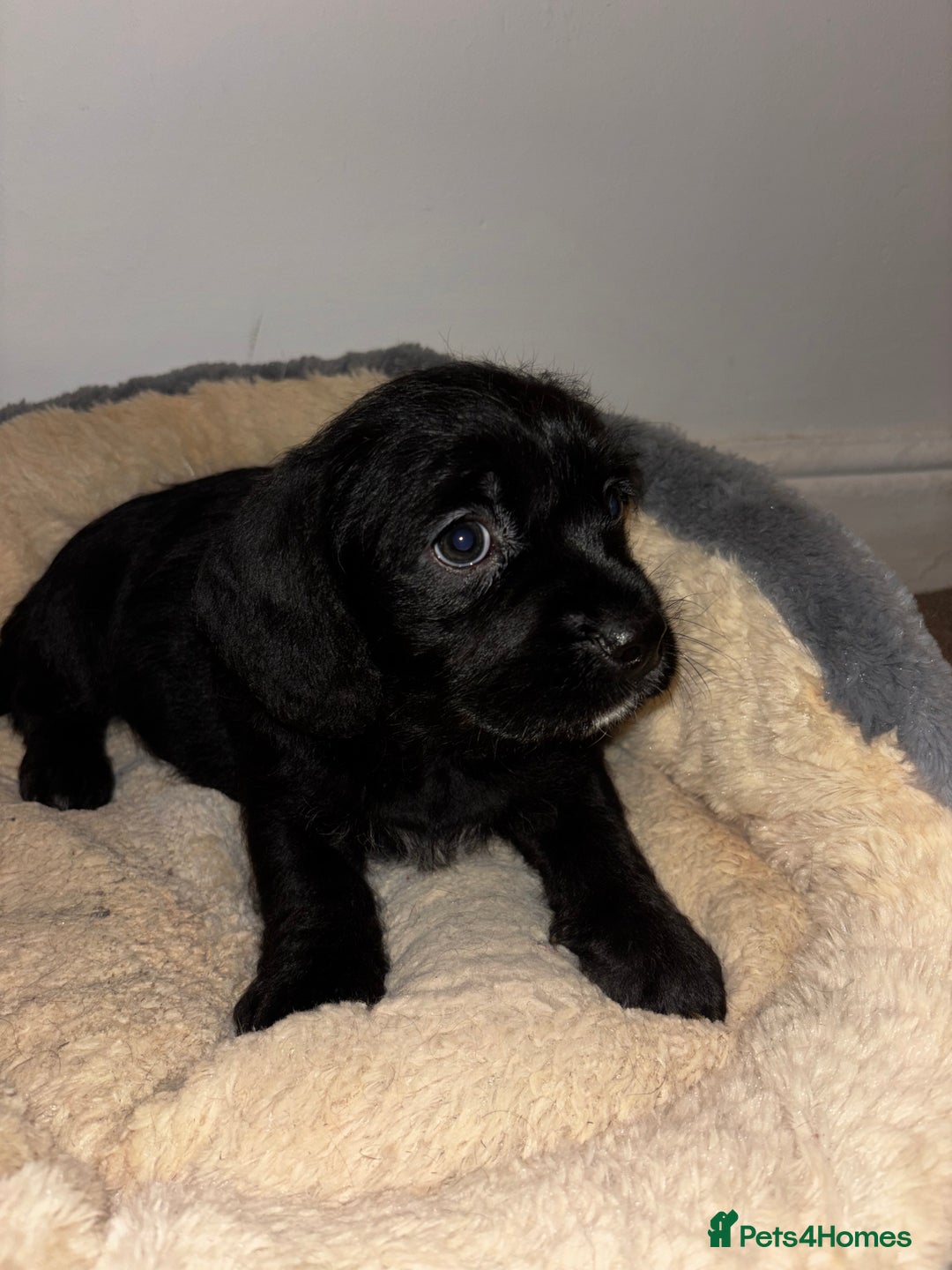 Mixed Breed dogs for sale: Stunning Cockerpoo x cavalier King Charle spaniel  - Advert 7