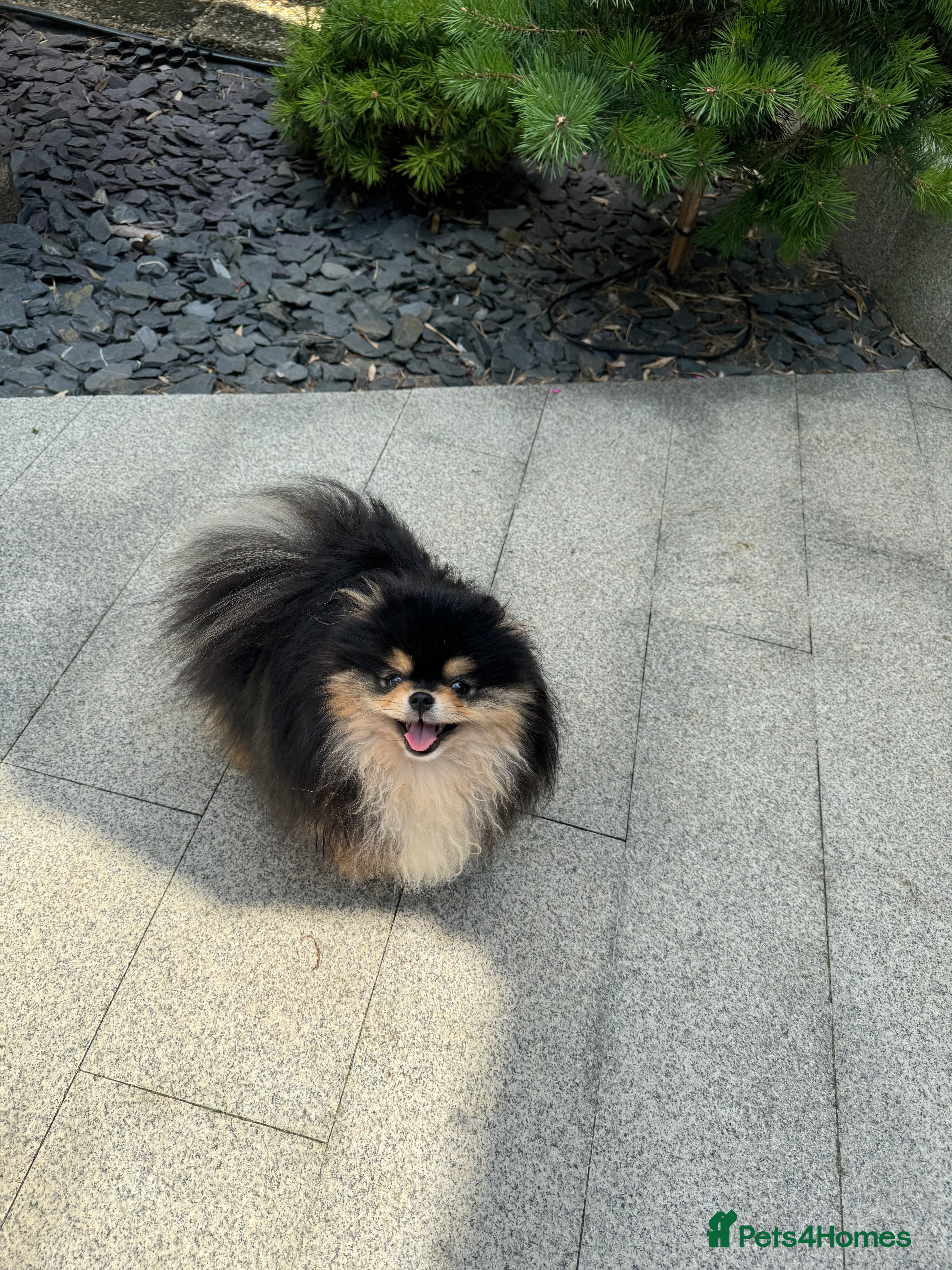 Pomeranian dogs BLACK & TAN STUD in London - Advert 7