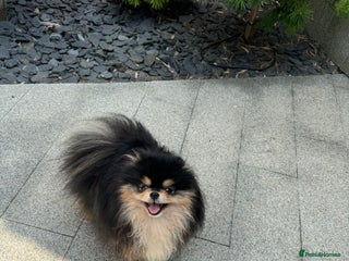 Pomeranian dogs in London - Advert 37
