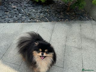 Pomeranian dogs BLACK & TAN STUD in London - Advert 9