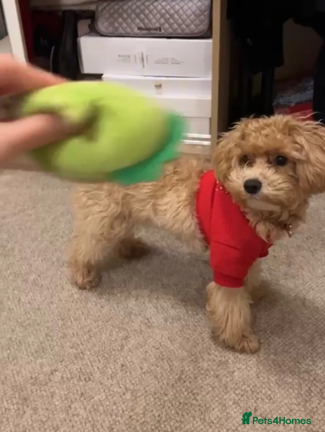 Maltipoo dogs for sale: Maltipoo Puppies  - Advert 2