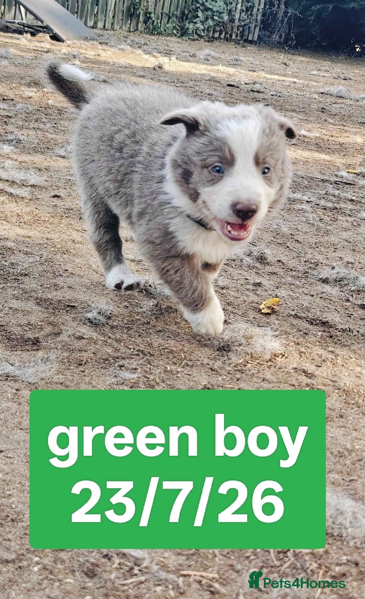 Border Collie dogs KC registered Border collie pups for sale - Advert 2